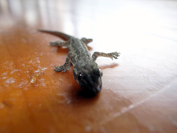 �y���K���