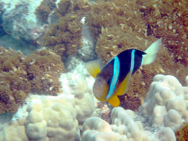 �N�}�m�~���ɂ݂�����