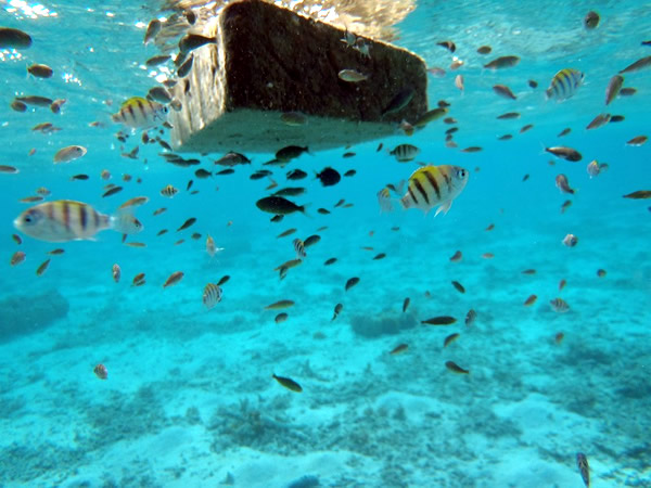 ���؂̉��ɉB��鋛����