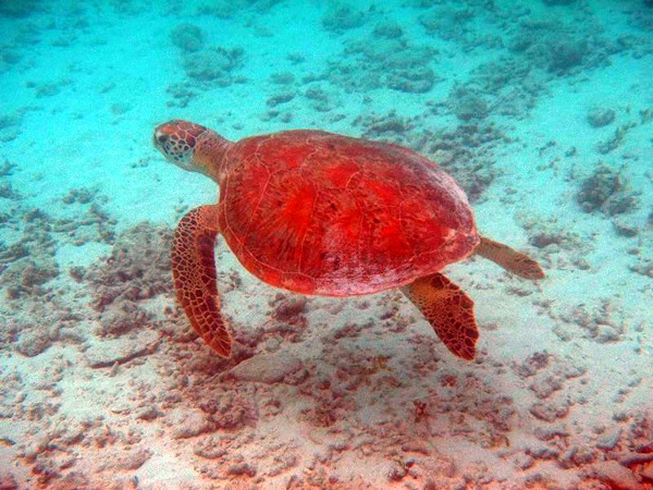 ��u�����܂�����T