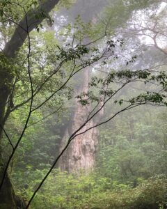 屋久島　縄文杉